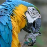 Understanding the New Authentication with FWS/USDA Requirements