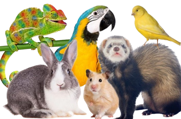 unnamed-removebg-preview